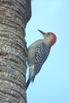 Red-bellied Woodpecker
