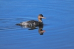 Red-breasted Merganser