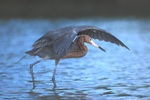 Reddish Egret With Mating Lores Canopy Hunting