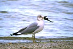 Ring-billed Gull With Seahorse