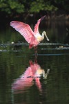 Roseate Spoonbill  Display