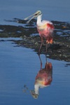 Roseate Spoonbill Squaking