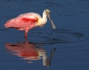 Roseate Water Dripping From Spoonbill