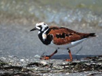 Ruddy Turnstone