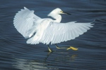 Snowy Egret Flying Wings Fanned For Landing