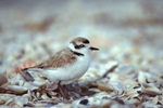 Snowy Plover Amongst Sanibel Shells