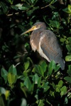 Tricolor Heron Juvenile