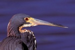Tricolor Heron