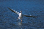 White Pelican Taking Off
