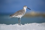 Willet, Blind Pass Beach