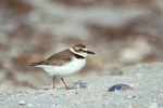 Wilson's Plover