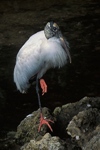 Wood Stork