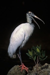 Wood Stork Talking