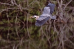 GBH Flier Wings Fully Displayed in Venice Pan Shot