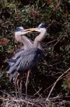 GBH Kissing at Venice