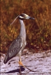 Yellow-Crowned Night Heron Standing Tall