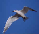 sandwich tern flier new version