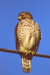 Broad-Winged Hawk