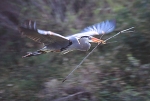 GBH Flying Materials To Nest