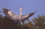 GBH LANDING