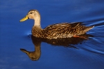 Mottled Duck & Its Reflection