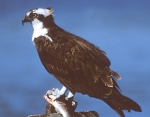 Osprey Full Profile