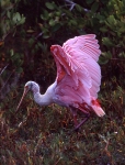 ROSEATE SPOONBILL WINGS SPREAD JUST OFF INDIGO TRAIL DDNWR