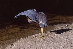 Tricolor Upside Down Preening Feathers Fanned