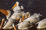 White Pelican Mob Fishing