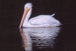 White Pelican Swimming & Reflection