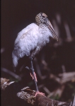 Wood Stork Cover